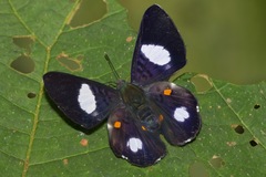 Cyrenia martia