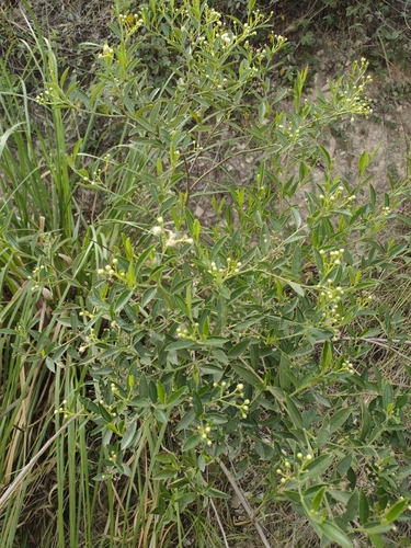Baccharis quitensis observed 2024-12-03