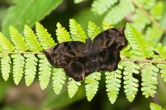 Achlyodes busirus