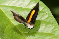 Catonephele acontius