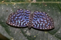 Napaea actoris