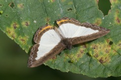 Nymphidium ascolia