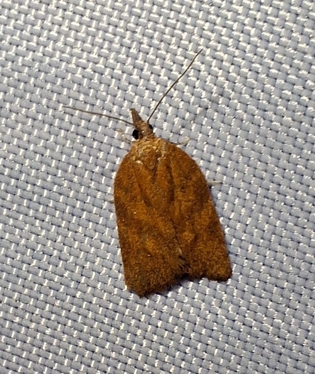 Catamacta alopecana