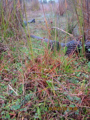 Juncus caespiticius