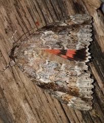 Catocala marmorata
