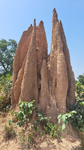 Macrotermes bellicosus