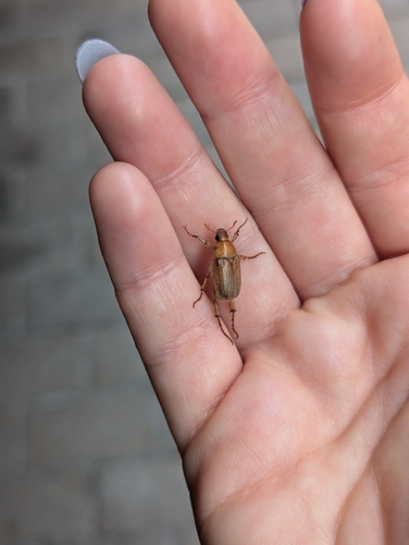Scarab beetle