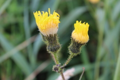 Sonchus arvensis arvensis