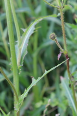 Sonchus arvensis arvensis