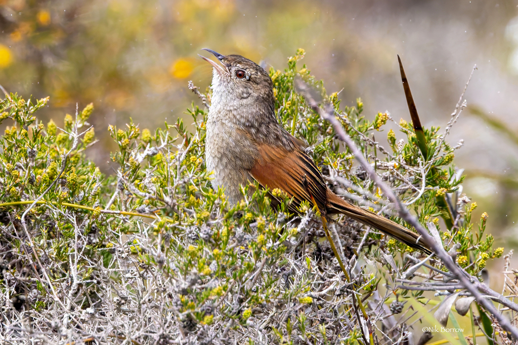 Western Bristlebird (Dasyornis longirostris) photo