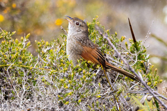 Western Bristlebird photo 1