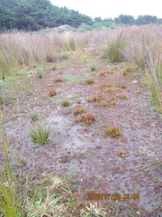 Juncus caespiticius
