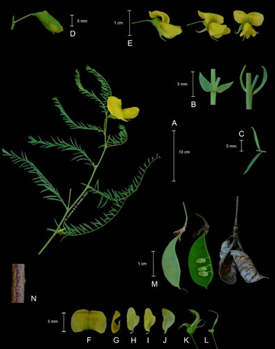 littleleaf greentwig (Brongniartia minutifolia)