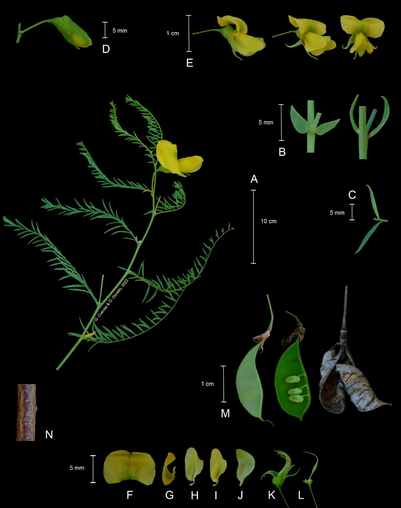 Brongniartia minutifolia