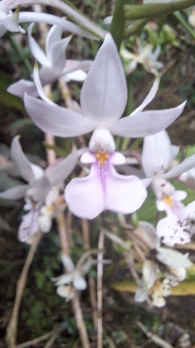 Image of Calanthe sylvatica by (c) yellowplant, some rights reserved (CC BY)
