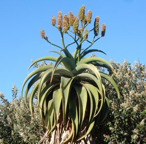 Aloe thraskii Baker