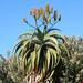 Aloe thraskii - Photo (c) Henry de Lange, algunos derechos reservados (CC BY), subido por Henry de Lange