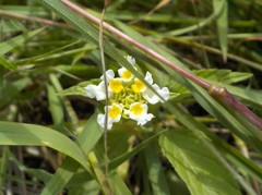 Lantana achyranthifolia