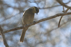 Gavicalis fasciogularis