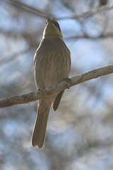 Gavicalis fasciogularis