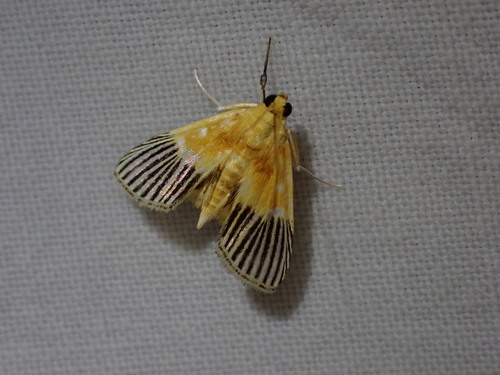 Eretmopteryx