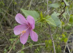 Hibiscus phoeniceus