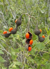 Erythrina flabelliformis