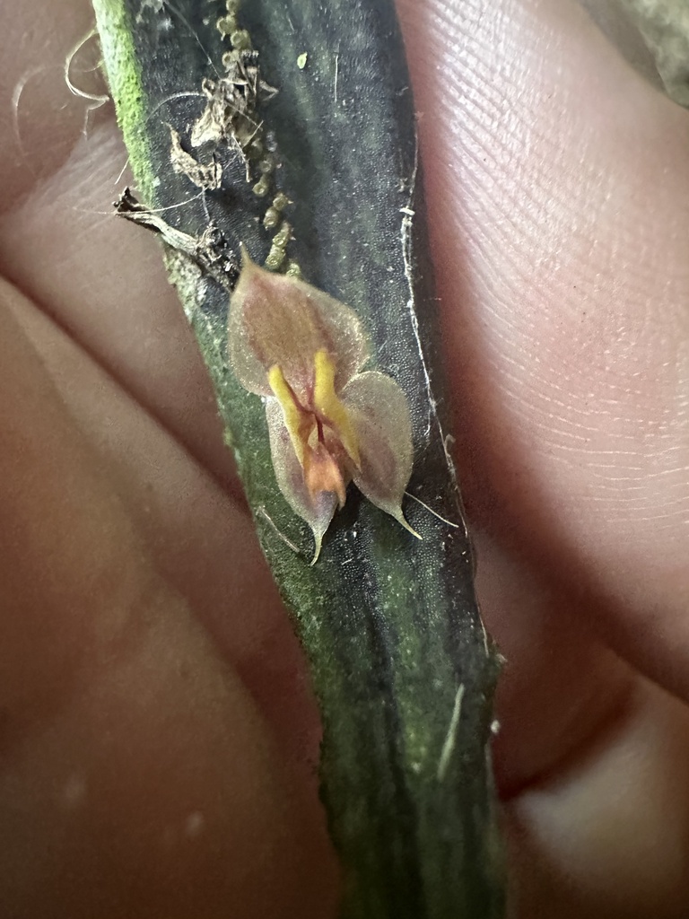 Lepanthes troxis