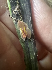 Lepanthes troxis
