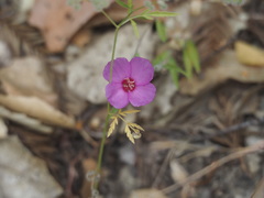 Clarkia rubicunda