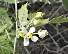 Cardiospermum corindum