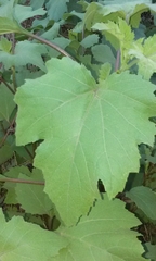 Vitis girdiana