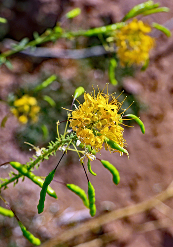 Yellow spiderflower (Cleome lutea)
