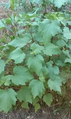 Vitis girdiana