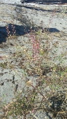 Thlaspi arvense