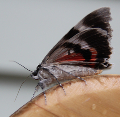 Catocala semirelicta