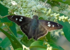 Polygonus leo arizonensis