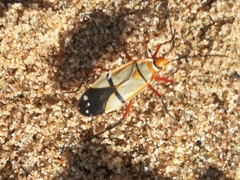 Dysdercus nigrofasciatus