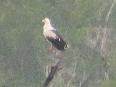 Gypohierax angolensis