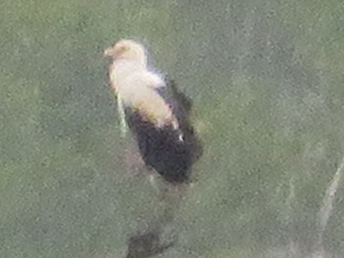 Palm-nut Vulture
