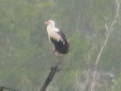 Gypohierax angolensis