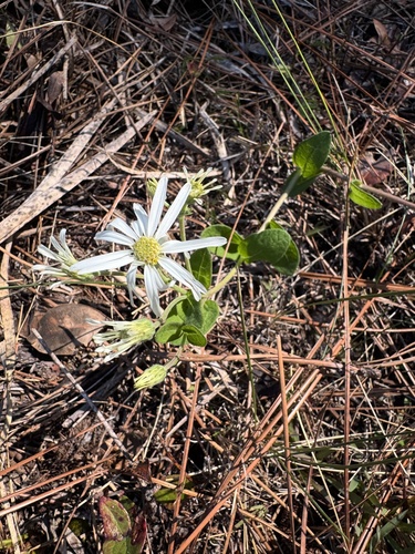 Image of Oclemena reticulata by (c) Karen Guin, some rights reserved (CC BY)