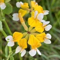 Hosackia pinnata