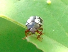 Calligrapha intermedia