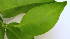 Schoepfia brasiliensis