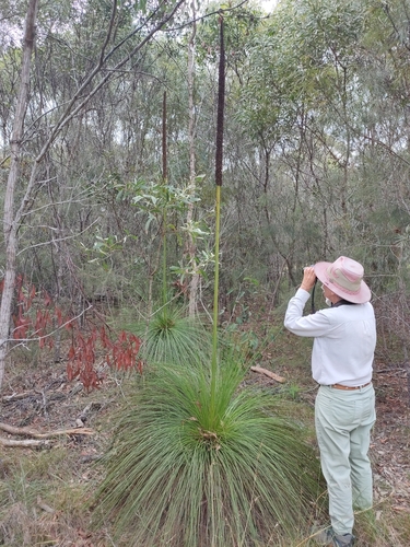 Image of Xanthorrhoea johnsonii by (c) Tony van Kampen, some rights reserved (CC BY)