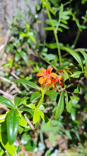 Image of Berberis trigona by (c) Lucia Elgueta, some rights reserved (CC BY)