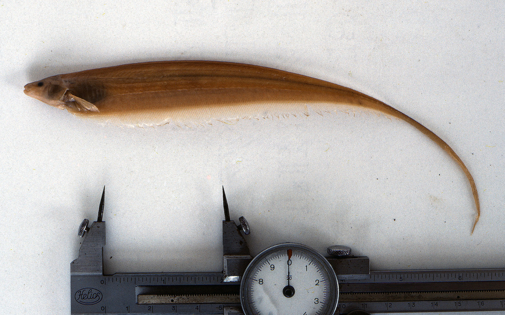 Glass knifefish (Distocyclus conirostris) — Sternopygidae