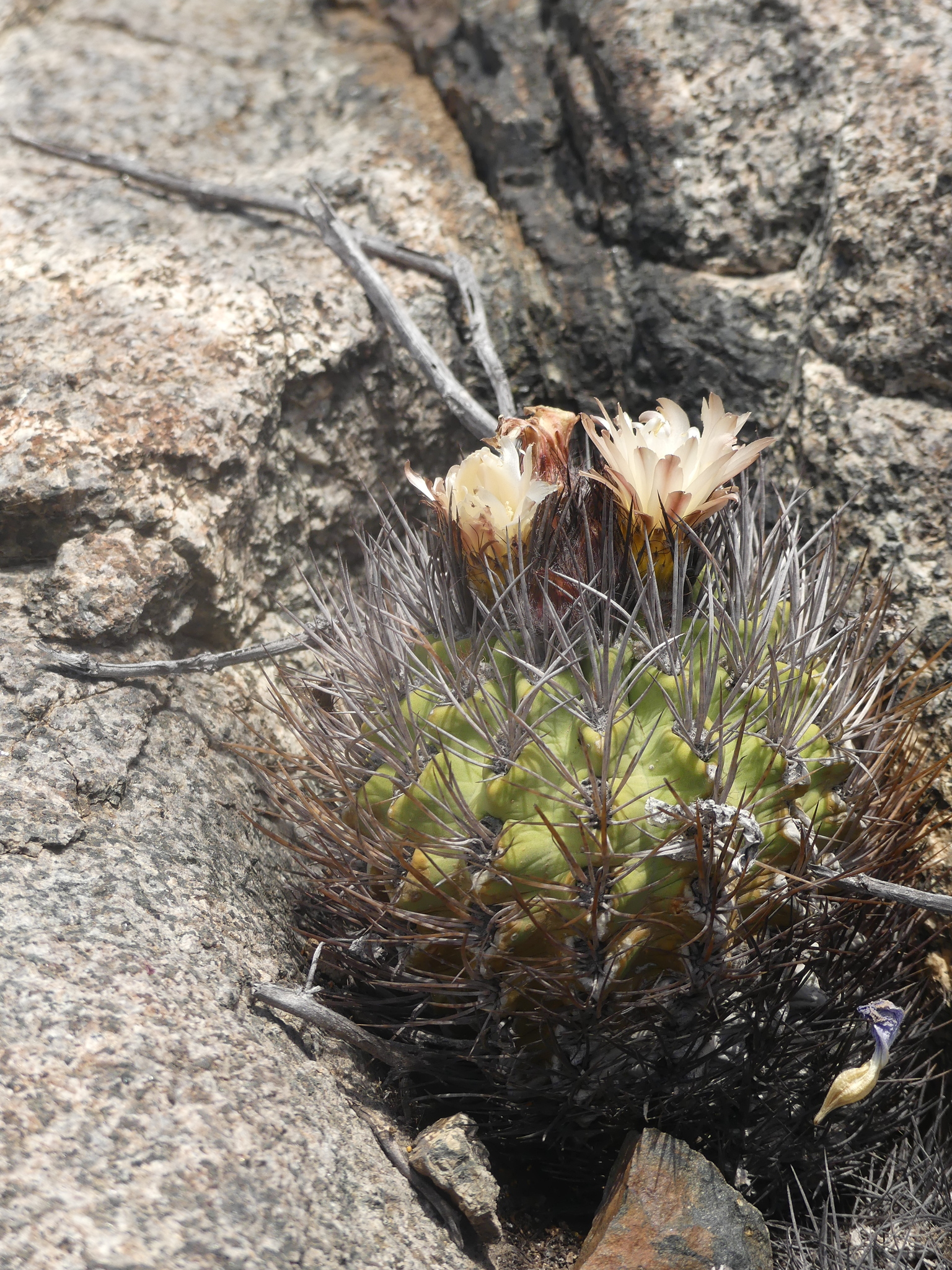 Eriosyce paucicostata ssp. paucicostata
