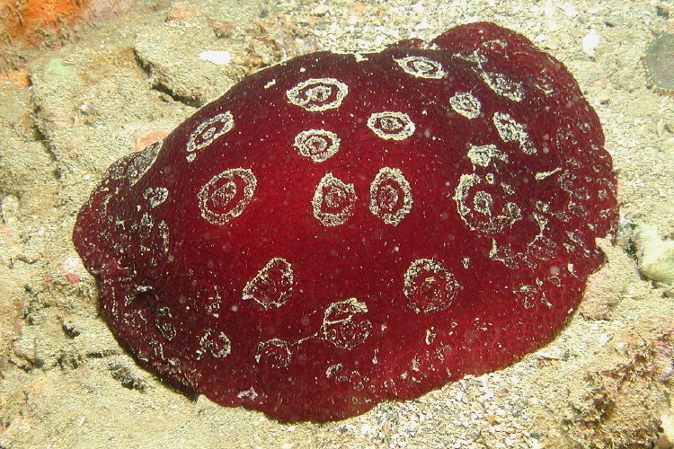 Pleurobranchus weberi